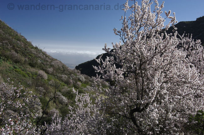 Mandelblüte in der Falkenschlucht auf Gran Canaria
